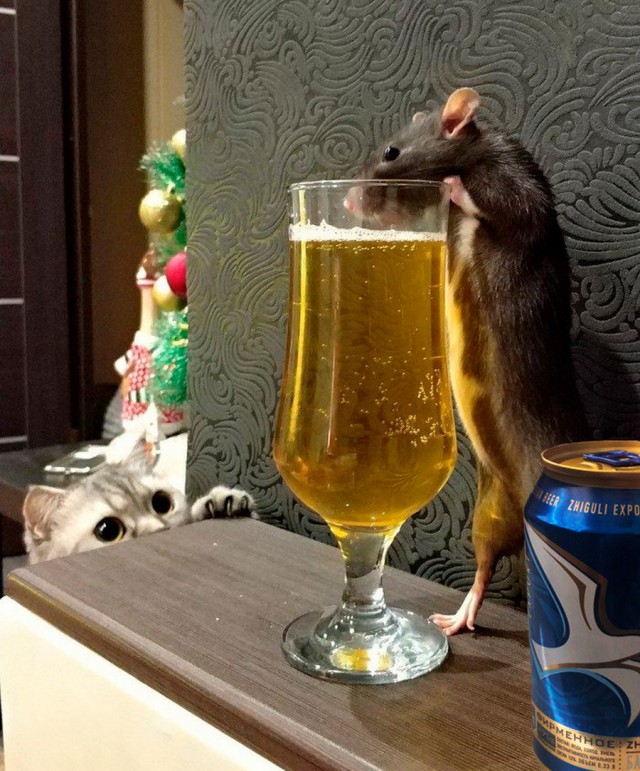 Живность из сети