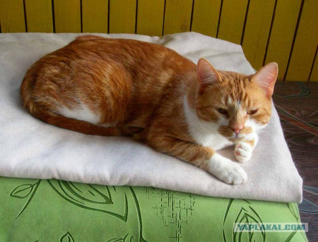 Котовторник 29.5.18