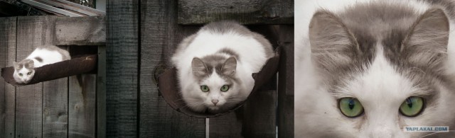Котовторник ужасов (36 фот)