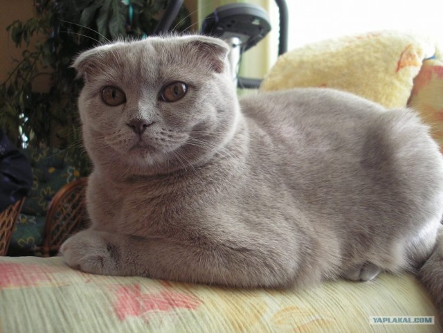 Ну что, котовторник?