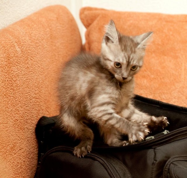 Котовторник!