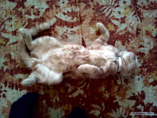 Котовторник, для любителей кошек