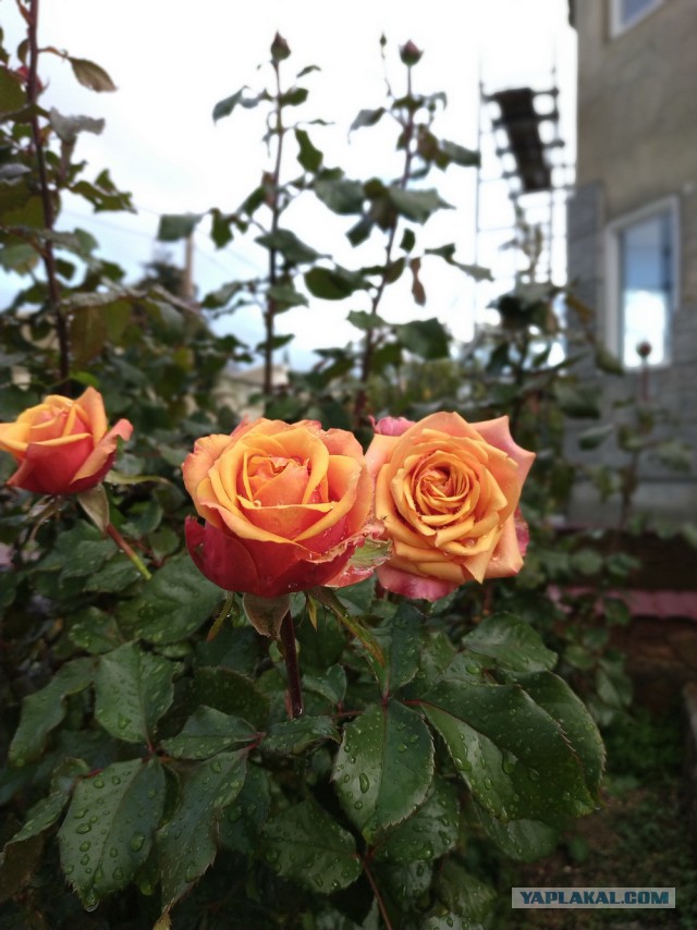 Фасадные работы или как я отгулял в очередном отпуске