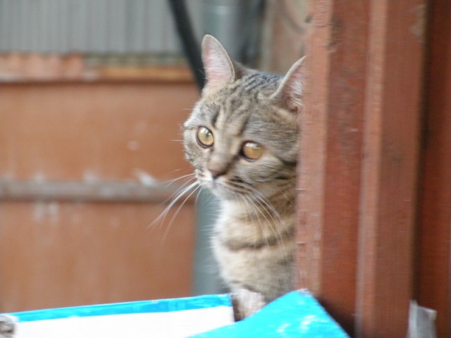 Десантный котовторник