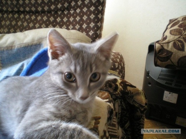 Котовторник 06.09.11