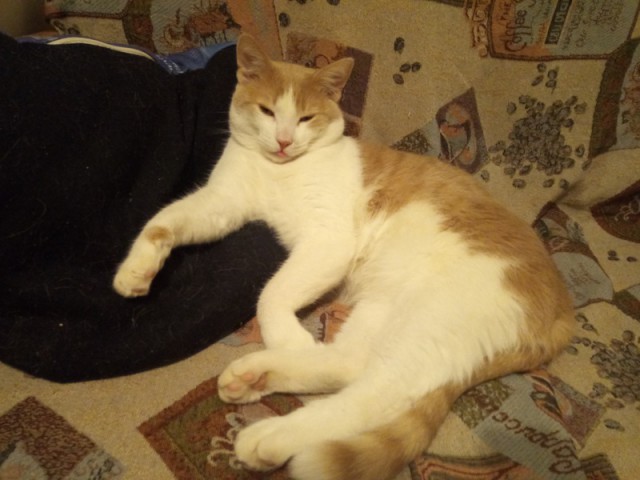 Котовторник (20.11.18)