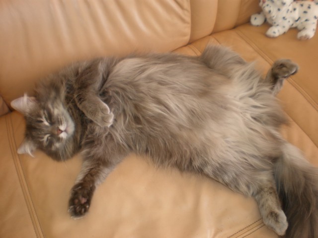 Первый котовторник октября