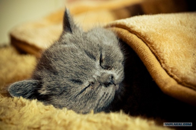 Котовторник (10.01.2012)