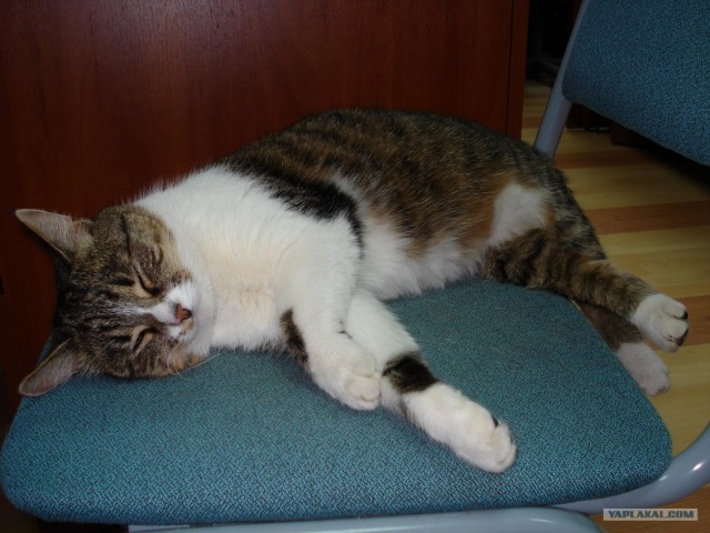 Котовторник 10.04.2012