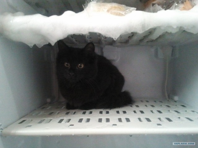 Котовторник 1 мая 2012