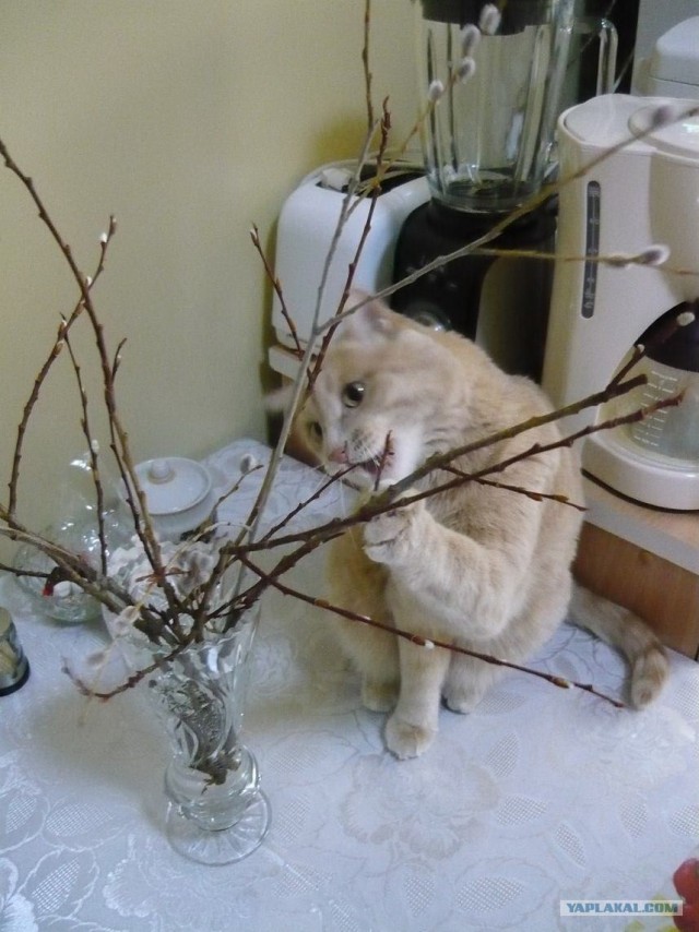 Котовторник 22.05.2012