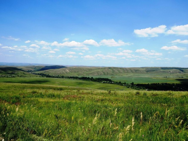 Конопля с грибами