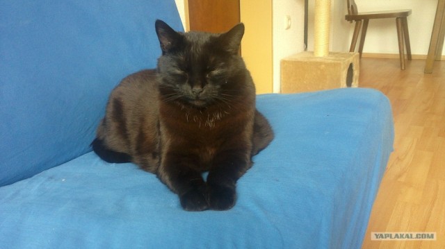 Котовторник  16.10.12