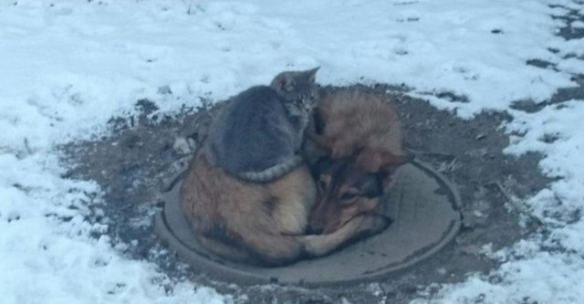 Живность из сети