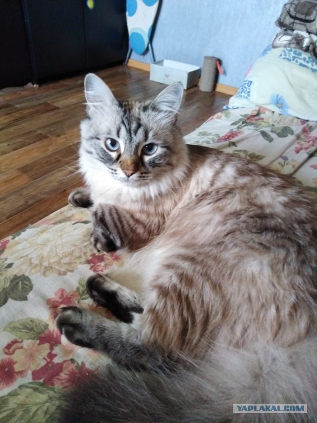 Давайте по котикам, которые с нами на самоизоляции