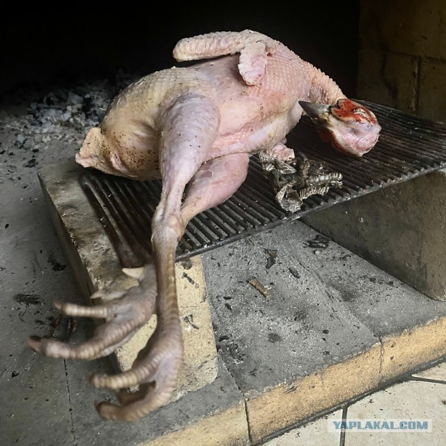 Фазан с начинкой