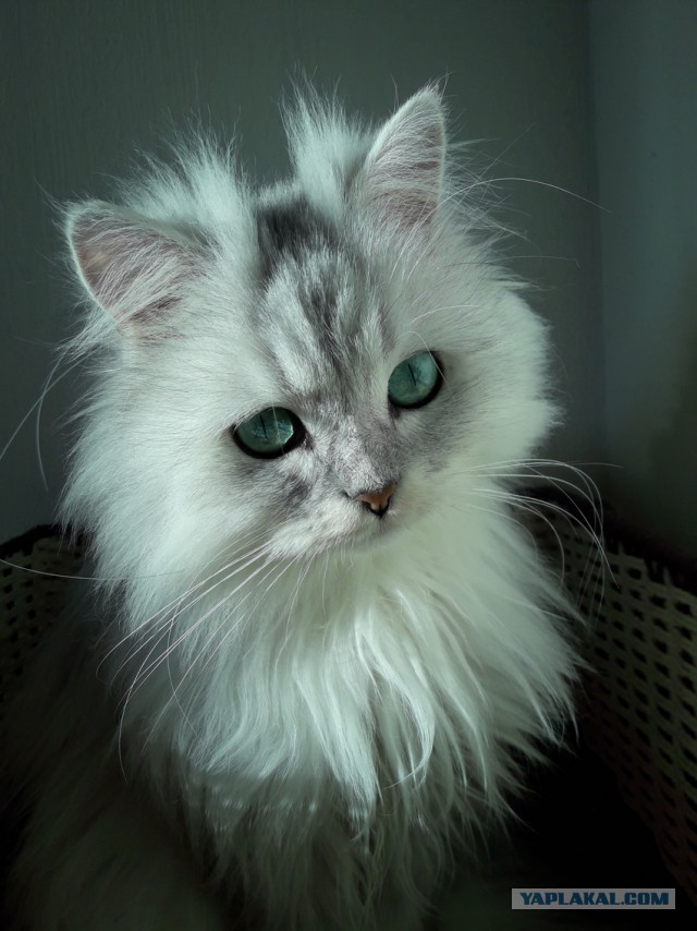 Котовторник. Добавляйте своих
