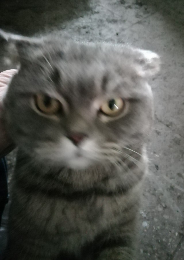 Даешь котовторник!