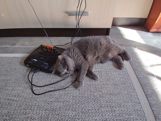Котовторник (свои добавляем)