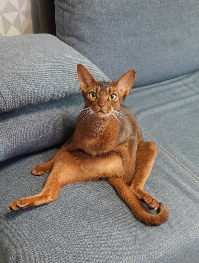 Последний котовторник лета