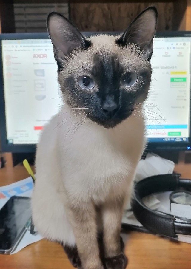 Солнце котовторника уже встало, Господа!