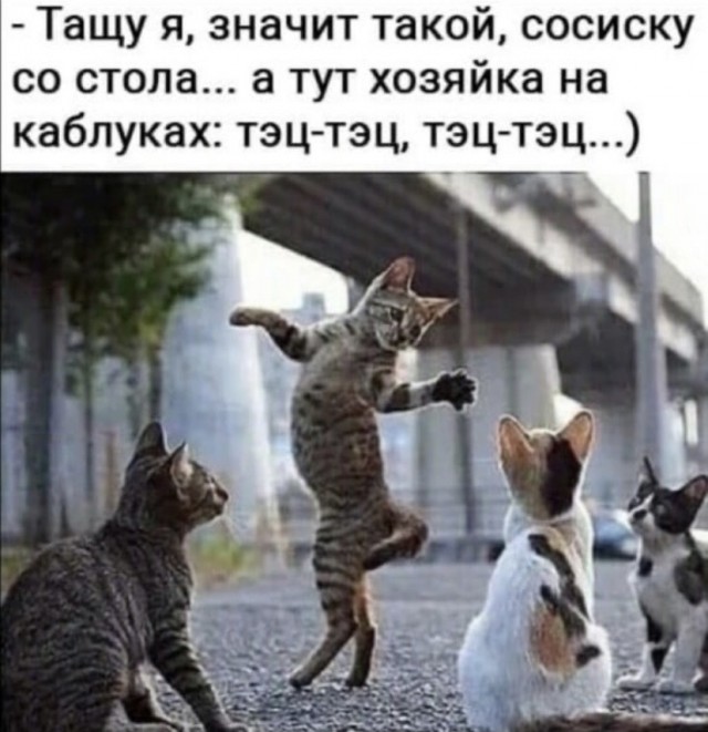 Весёлый полтишок 29.10