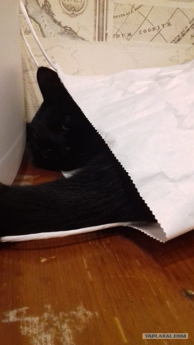 Котовторнику быть