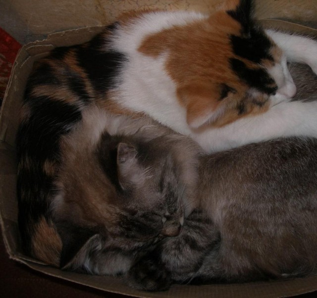 Котовторнику быть