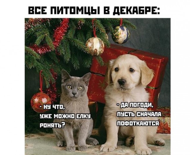 Картинки и мемы для настроения 28.12.2021