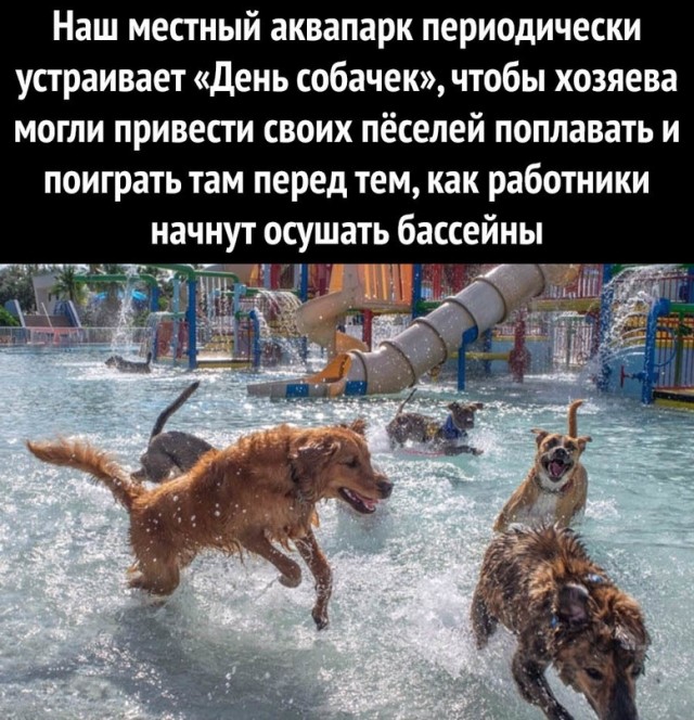 Человек собаке друг и другие картинки под настроение 13.01.2022