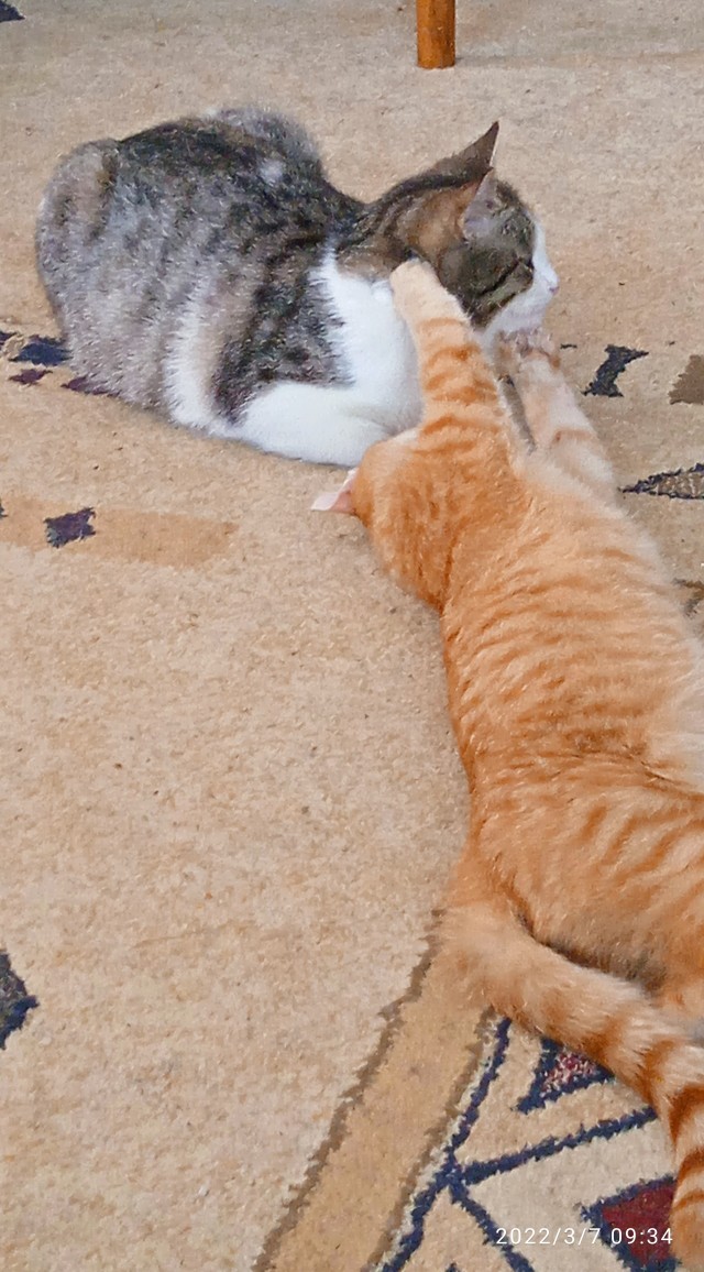 А что это мы котовторник не начинаем? Время пришло!
