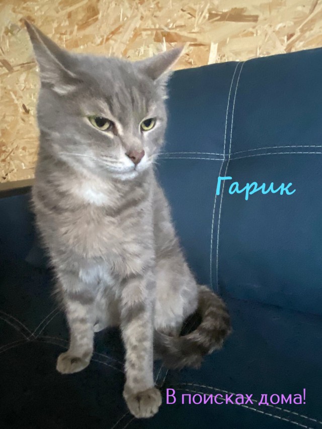 Жизнь домашнего приюта "Котоленд" 327