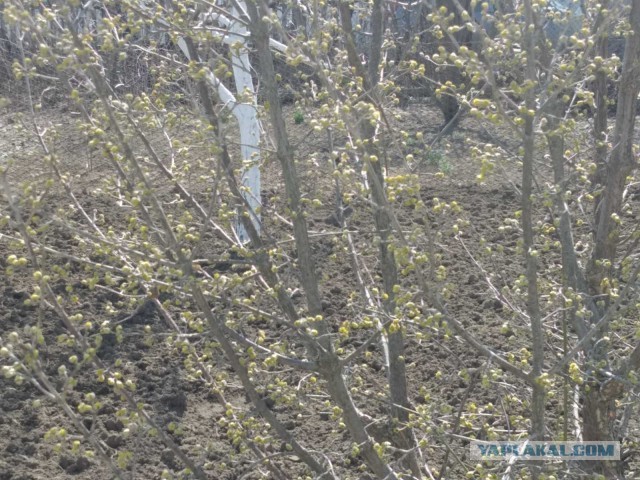 Проследили