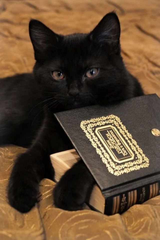 Котовторник