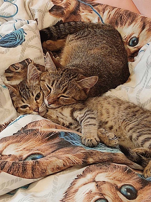 Котенок проснулся
