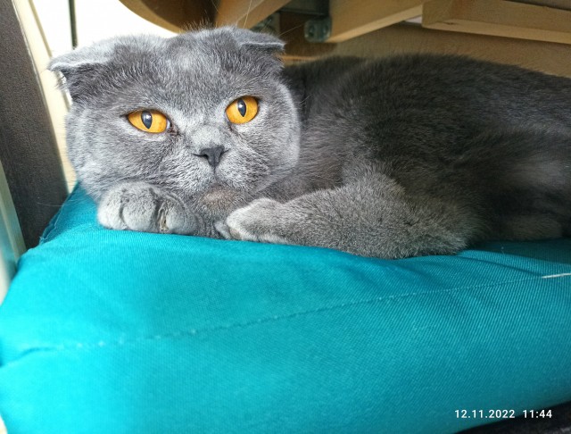 Вторник, ваши коты и кошки в студию