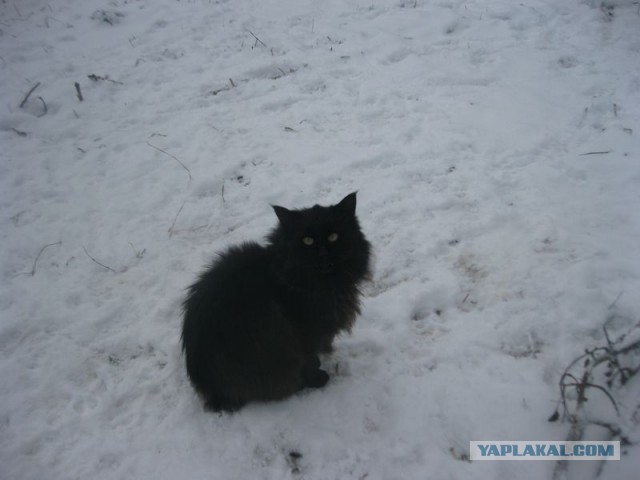 Жизнь домашнего приюта для котеек 422