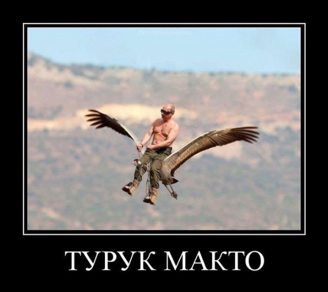 Какие виды птиц летают выше всех