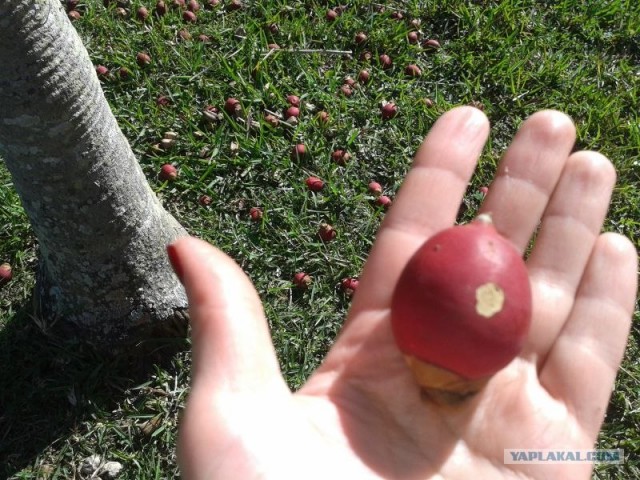 Америка для начинающих