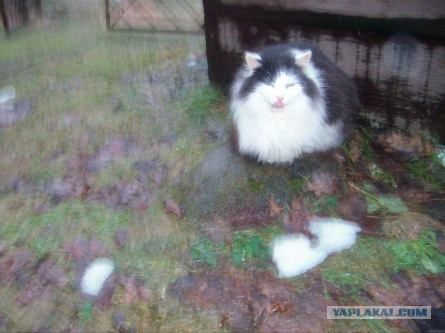 Жизнь домашнего приюта для котеек 434
