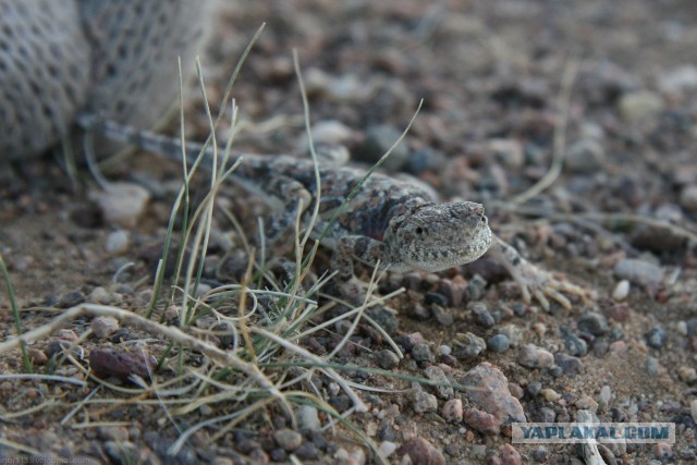 В Монголию на мотоциклах 2006