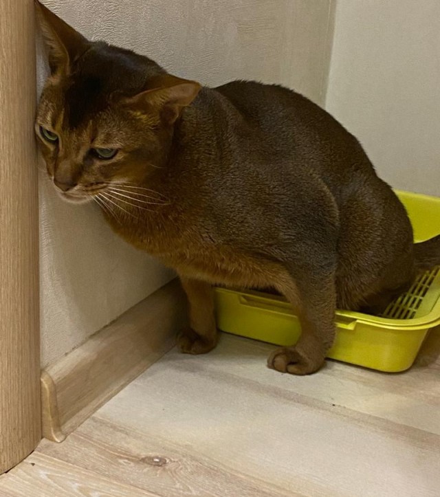 Самый грустный котик
