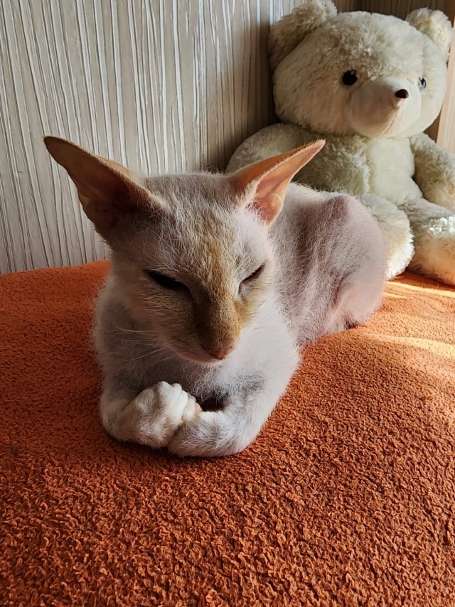 Дюжина фото, подтверждающих, что коты из потустороннего мира