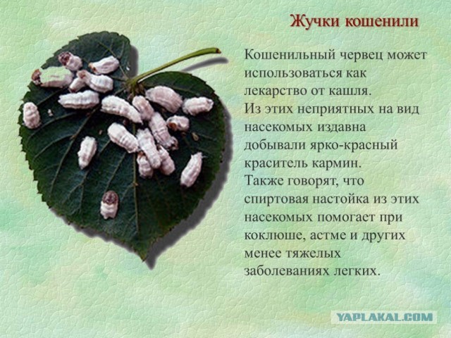 Кошениль