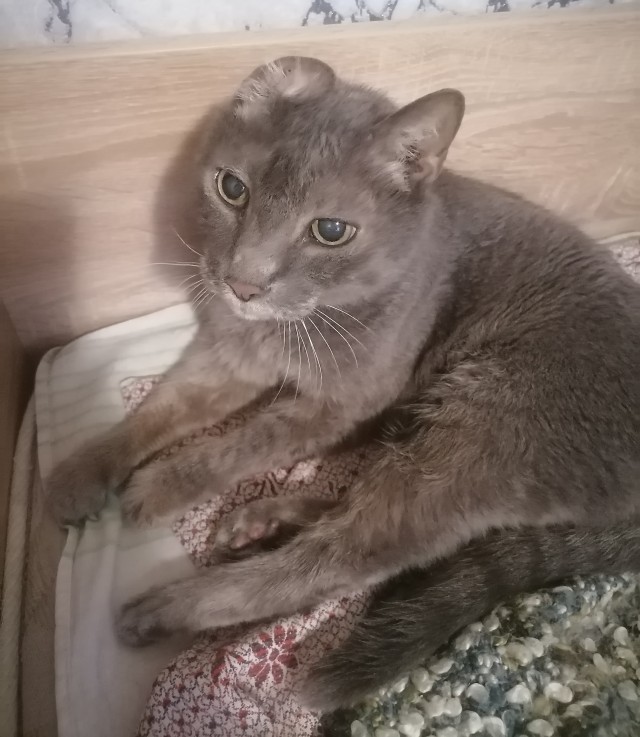 К котовторнику, 17 лет стукнуло меховому