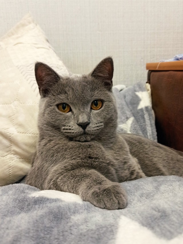 Кот и его сын