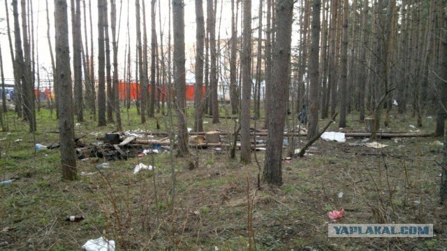 Сходил в лес