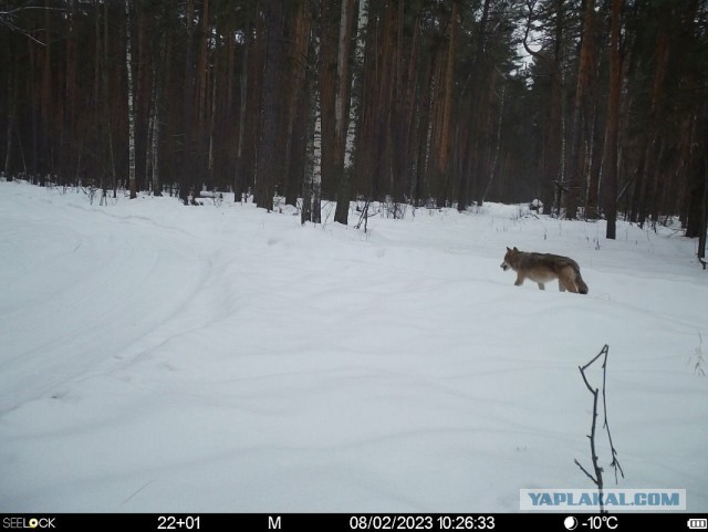 Окский заповедник показал снимки волков и рыси с фотоловушек