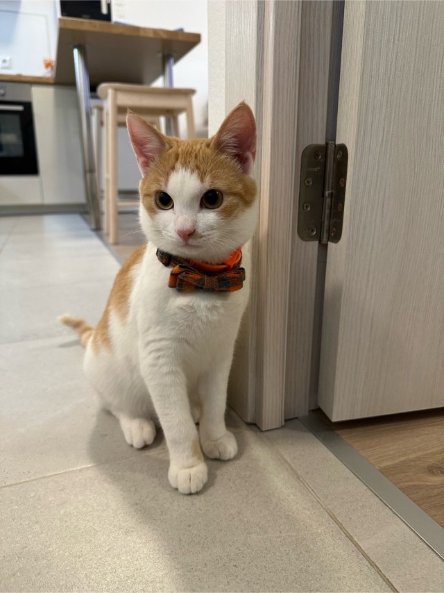 С котовторником ЯПовцы