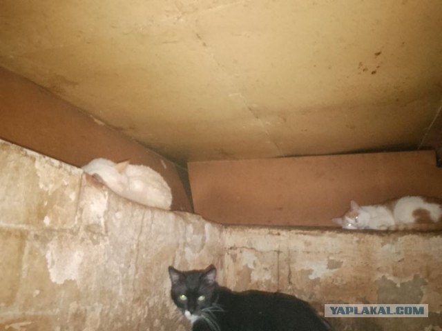 Жизнь домашнего приюта для котеек 479
